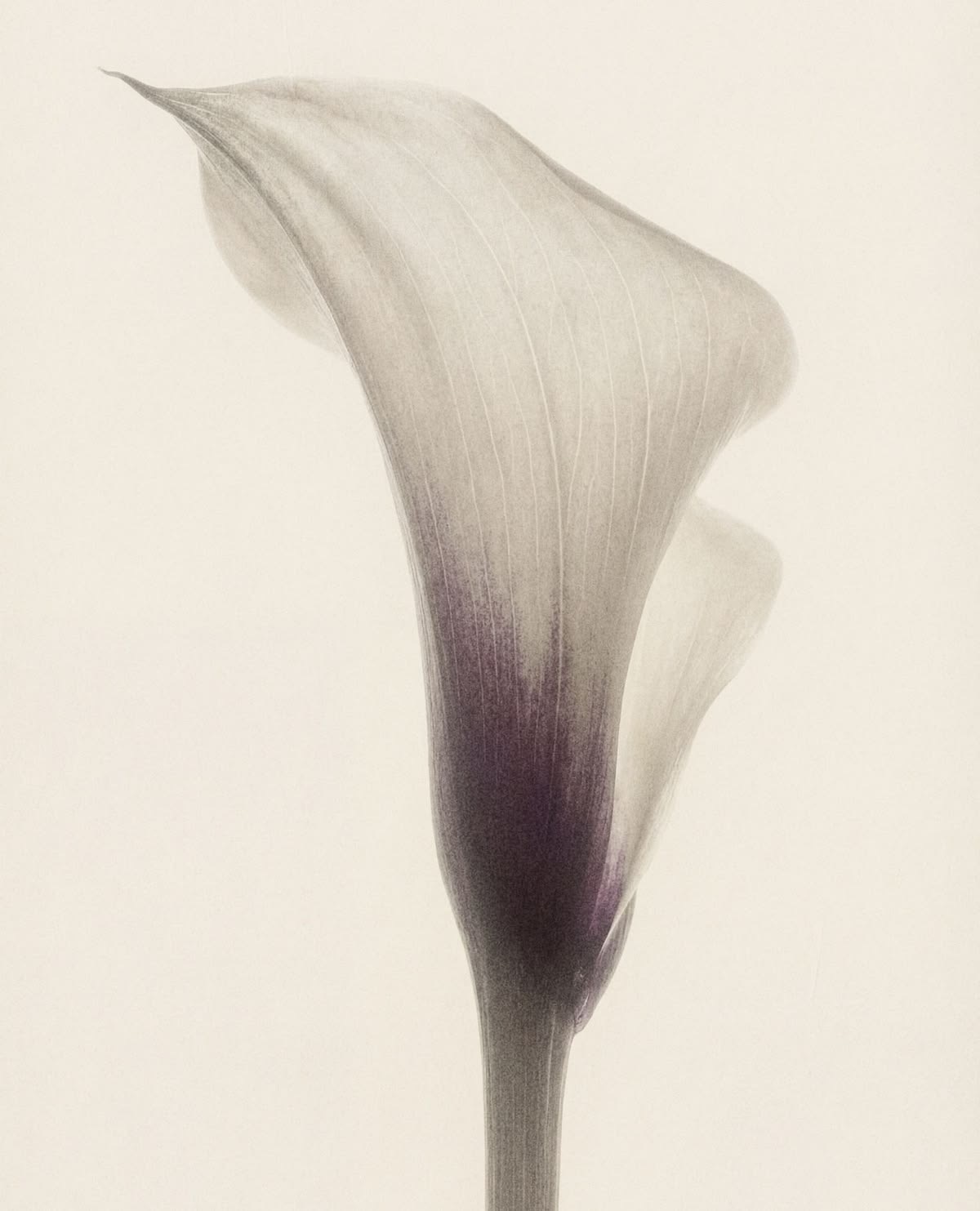 A single calla lily with a deep mauve stem against a soft neutral background